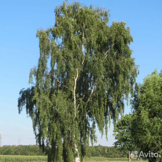 Береза повислая