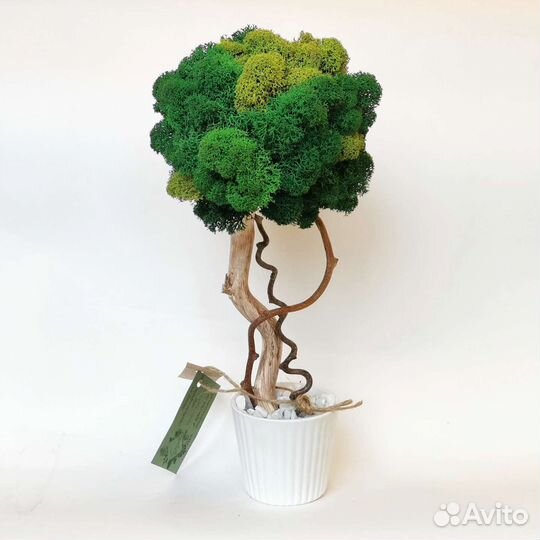 Дерево из стабилизированного мха