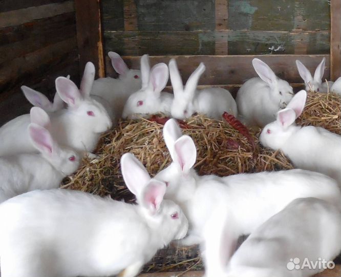 Белый панон кролы и крольчихи