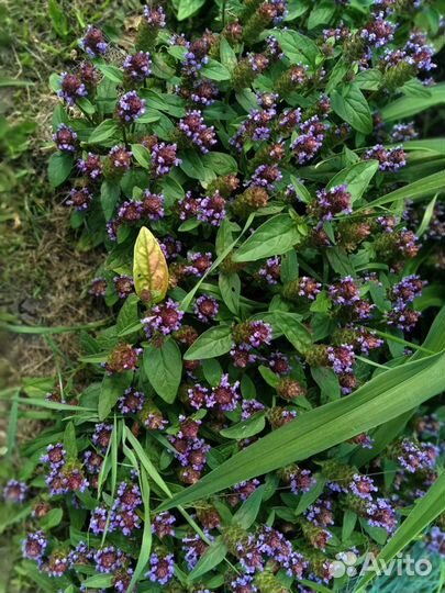 Эхиноцея., хелоне косая и т д