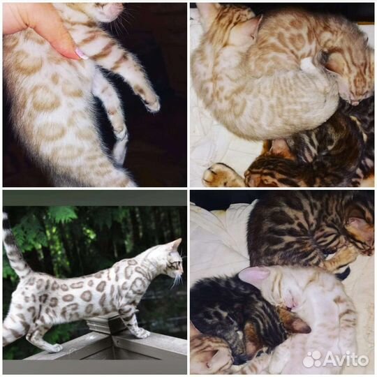 Бенгальская