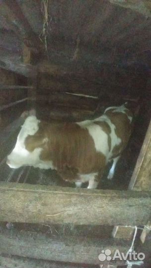 Корова телка