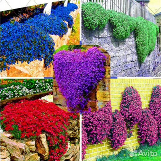 Почвопокровные многолетники для сада в горшках