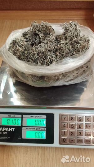 Пармелия блуждающая (лишайник) Крым