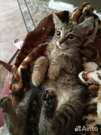 Юся-тутуся, кроткое и нежное создание