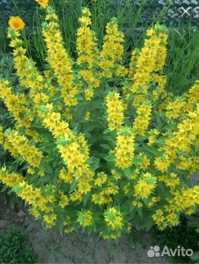 Цветы садовые, саженцы