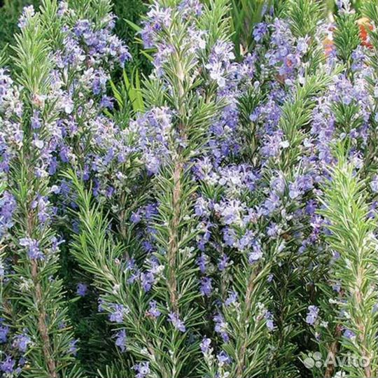 Розмарин лекарственный