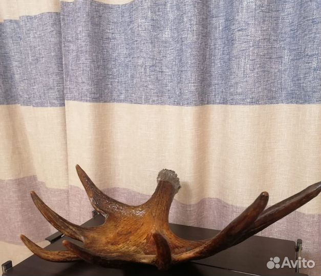 Продам рога карельского лося