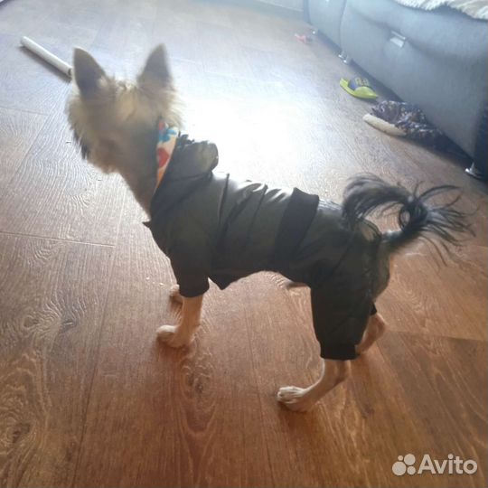 Комбинезон на маленькую собачку