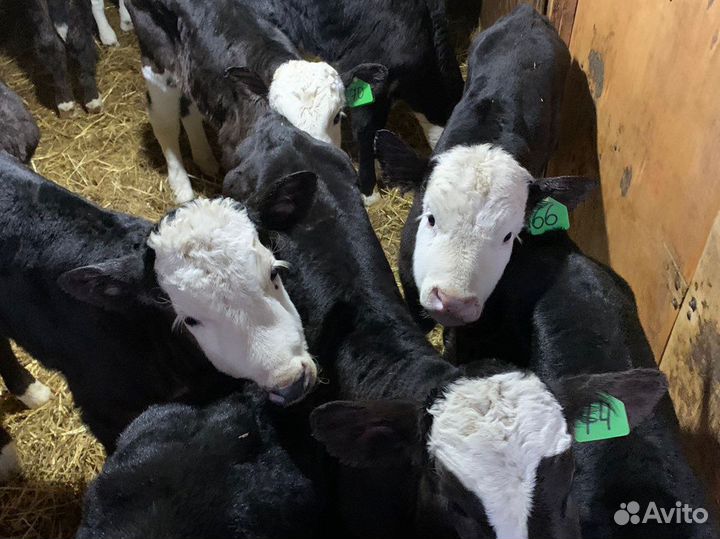 Бычки телята новый завоз