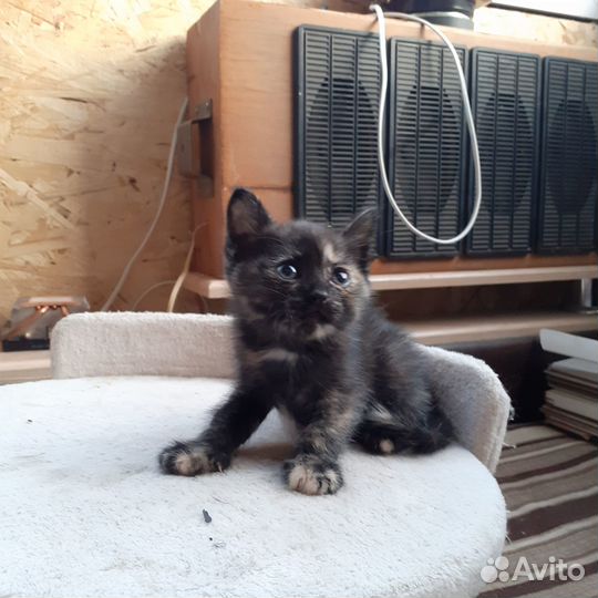 Котята в добрые руки бесплатно