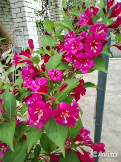 Декоративный кустарник Вейгела