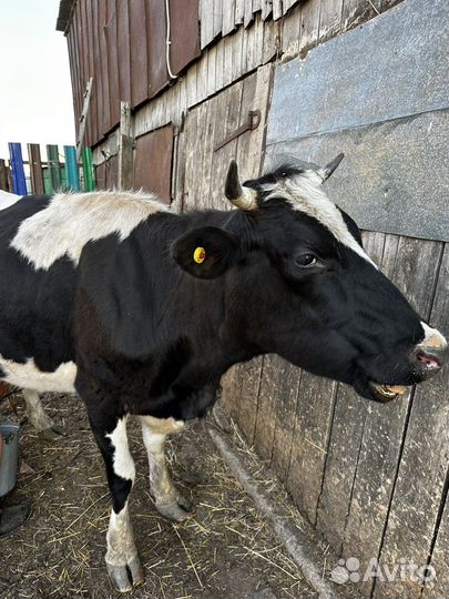 Продам корову