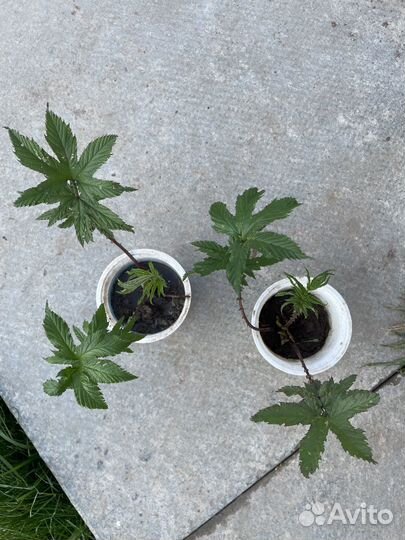 Лабазник кровохлебка роджерсия многолетники