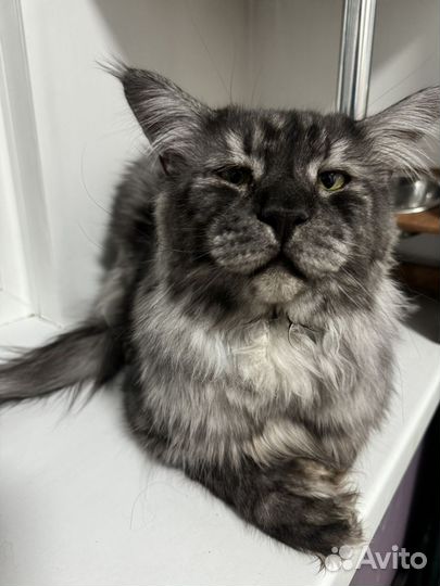 Мейн-кун кот