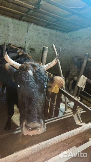 Коровы и телята