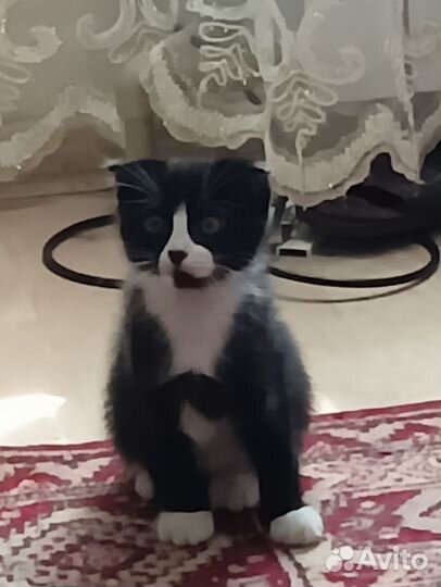Кошка в дар