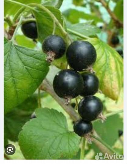 Черная смородина свежая