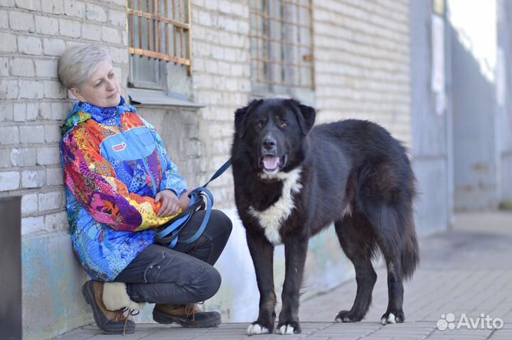 Собака в добрые руки