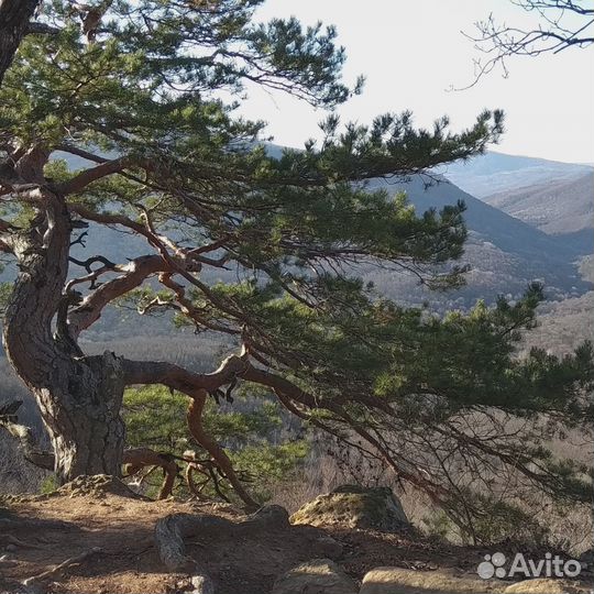 Индивидуальные прогулки на собербаш