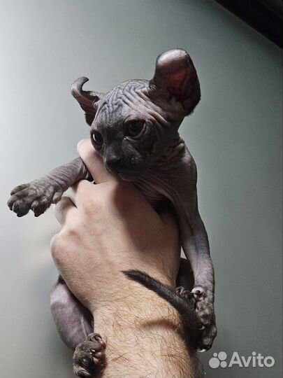 Эльф мальчик