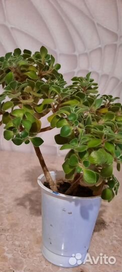 Толстянка, аихризон и душистая герань