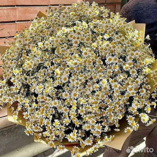 Букеты ромашек