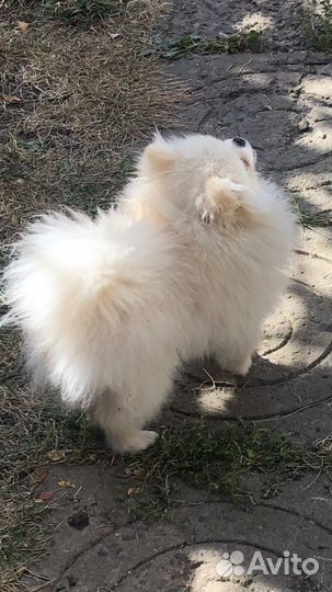 Померанский шпиц