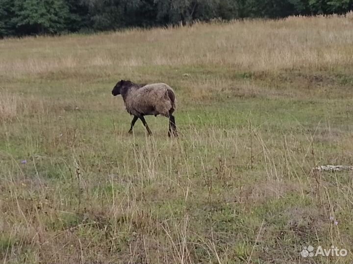 Овцы баран
