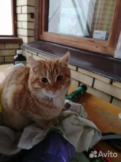 Котята-рыжики