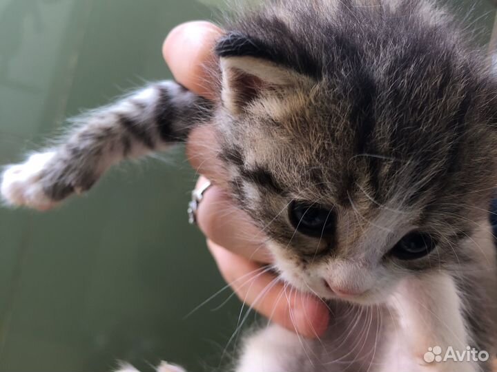 Кошки и котята