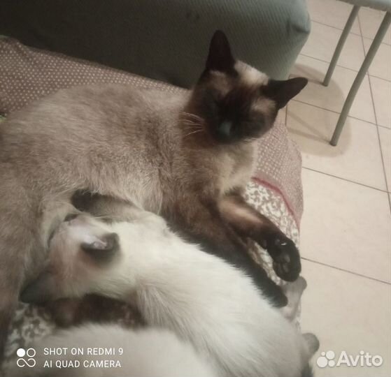 Продаются котята