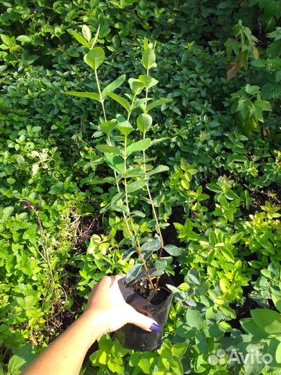 Саженцы жимолости