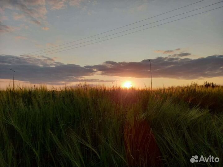 Зерно пшеница ячмень 2023г