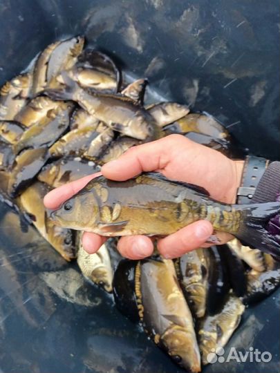 Малек Карпа