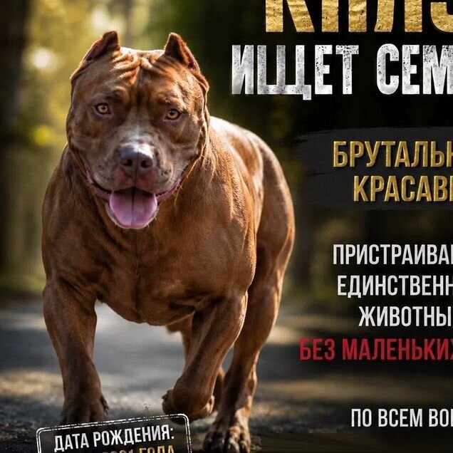 Американский питбультерьер, взрослый пёс