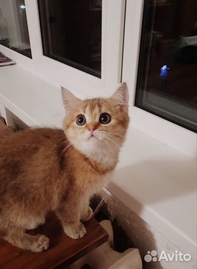 Котята золотая шиншилла