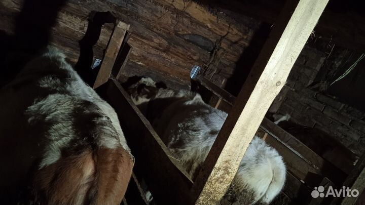 Продам телку