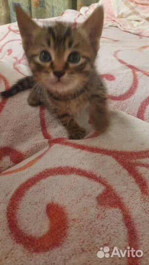 Котенок - кот