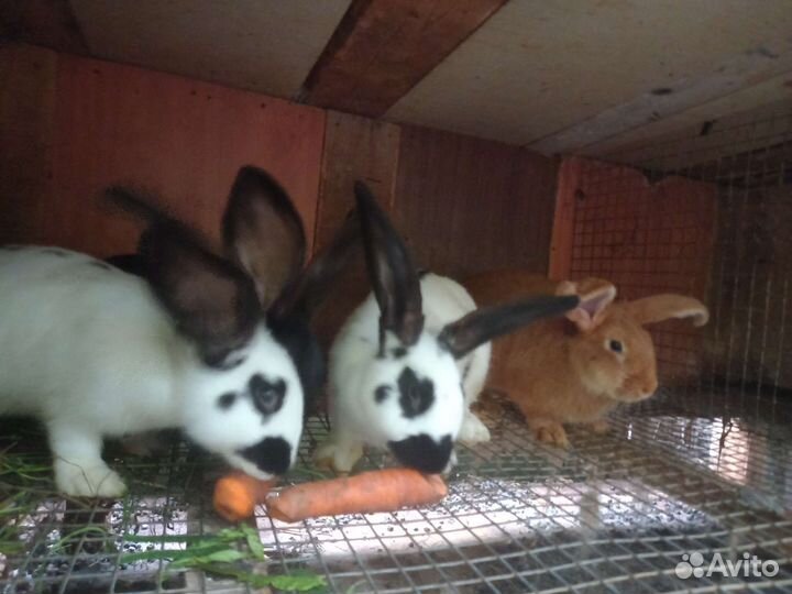 Самцы и самки