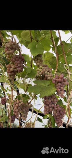 Саженцы винограда Лепсна