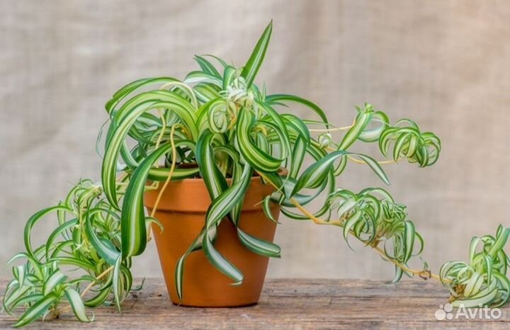 Хлорофитум кудрявый