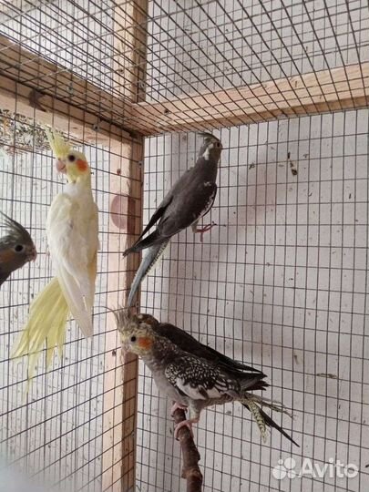 Попугай карелла