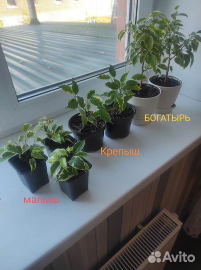 Фикус Бенджамина Кинки