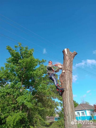 Спил деревьев
