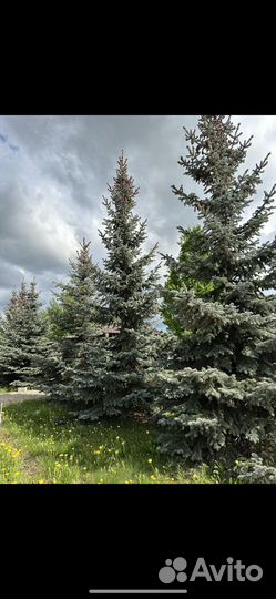 Ель голубая крупномер