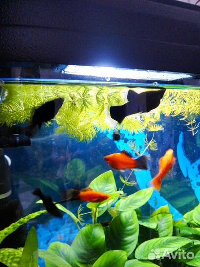 Черные Молли и меченосцы