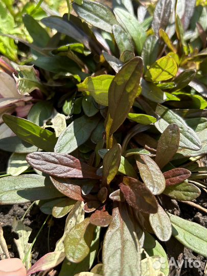 Почвопокровники Живучки