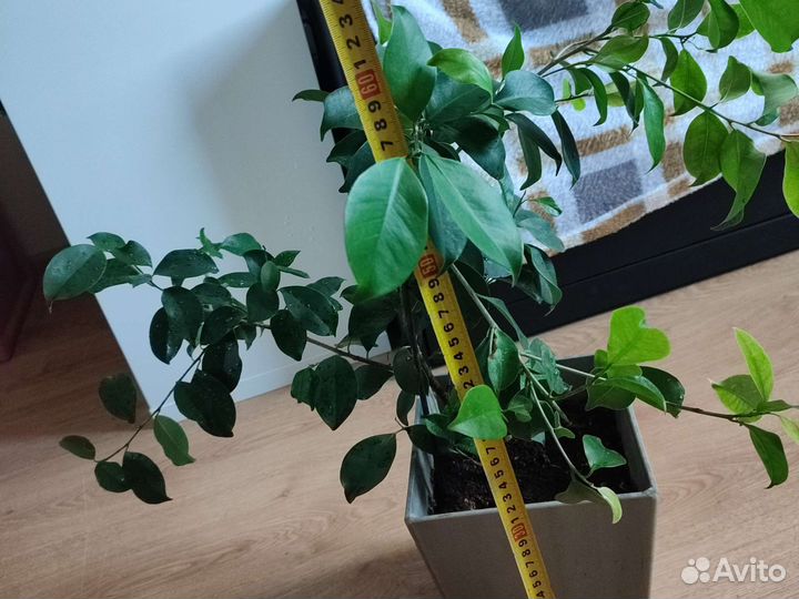 Фикус большой в горшке
