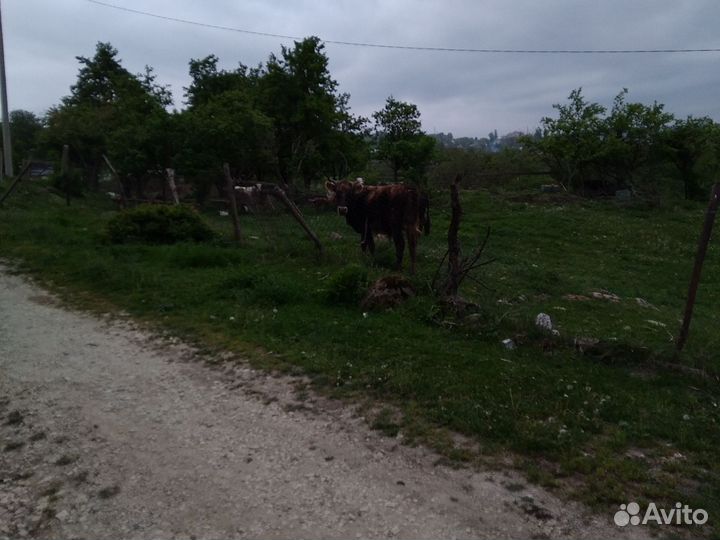 Корова на мясо